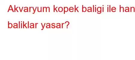 Akvaryum kopek baligi ile hangi baliklar yasar?