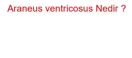 Araneus ventricosus Nedir 