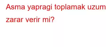 Asma yapragi toplamak uzume zarar verir mi?