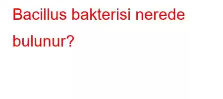 Bacillus bakterisi nerede bulunur?