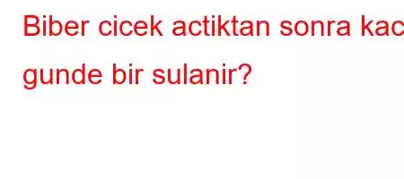 Biber cicek actiktan sonra kac gunde bir sulanir?