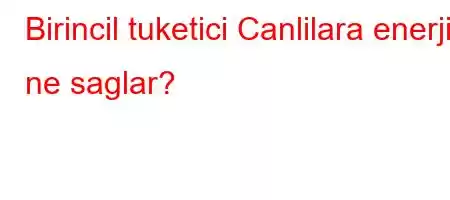 Birincil tuketici Canlilara enerjiyi ne saglar?