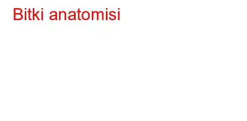 Bitki anatomisi