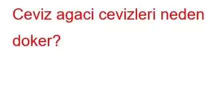 Ceviz agaci cevizleri neden doker?