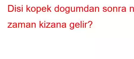 Disi kopek dogumdan sonra ne zaman kizana gelir