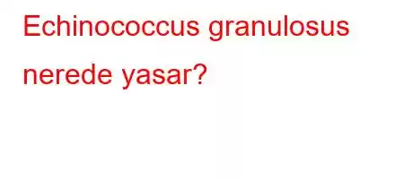 Echinococcus granulosus nerede yasar?