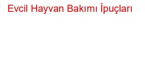 Evcil Hayvan Bakımı İpuçları