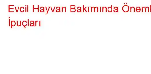 Evcil Hayvan Bakımında Önemli İpuçları