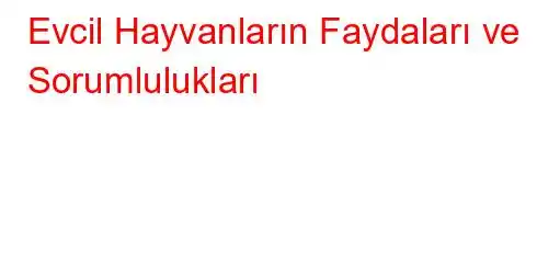 Evcil Hayvanların Faydaları ve Sorumlulukları