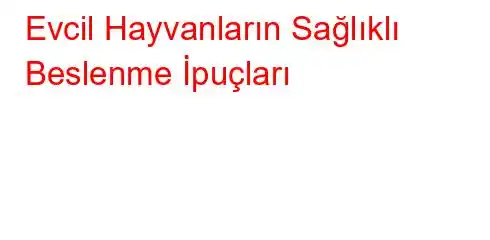 Evcil Hayvanların Sağlıklı Beslenme İpuçları