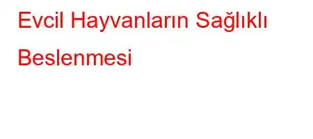 Evcil Hayvanların Sağlıklı Beslenmesi