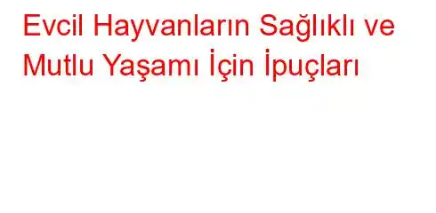 Evcil Hayvanların Sağlıklı ve Mutlu Yaşamı İçin İpuçları