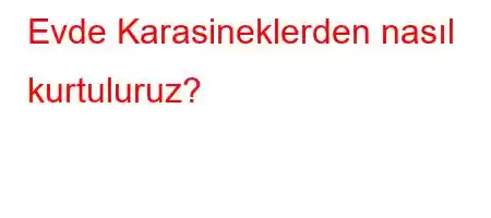 Evde Karasineklerden nasıl kurtuluruz