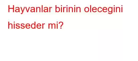 Hayvanlar birinin olecegini hisseder mi?