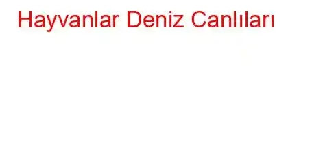 Hayvanlar Deniz Canlıları