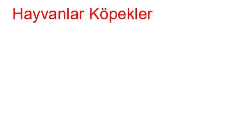 Hayvanlar Köpekler