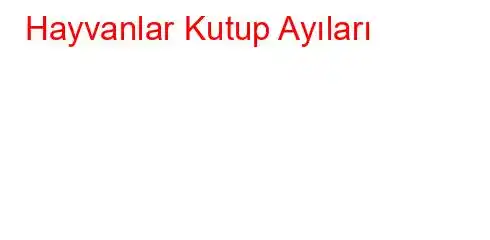 Hayvanlar Kutup Ayıları