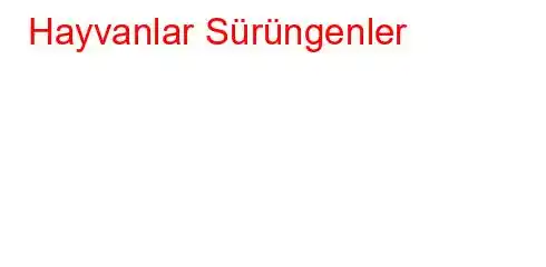 Hayvanlar Sürüngenler