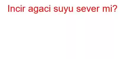 Incir agaci suyu sever mi?