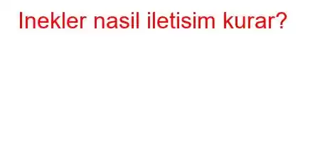 Inekler nasil iletisim kurar?