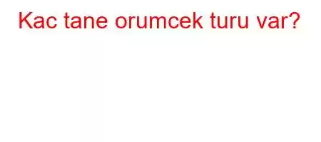 Kac tane orumcek turu var?