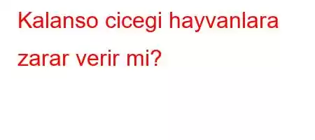 Kalanso cicegi hayvanlara zarar verir mi?