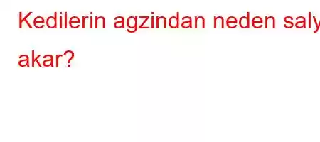 Kedilerin agzindan neden salya akar