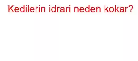 Kedilerin idrari neden kokar?