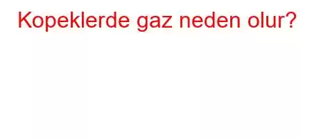 Kopeklerde gaz neden olur?