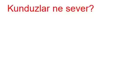 Kunduzlar ne sever?