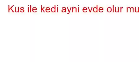 Kus ile kedi ayni evde olur mu?