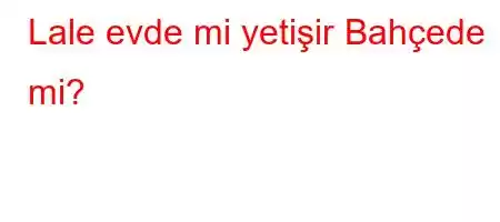 Lale evde mi yetişir Bahçede mi?