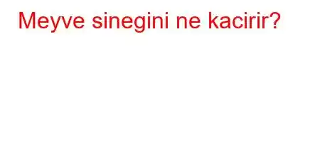 Meyve sinegini ne kacirir?