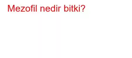 Mezofil nedir bitki?