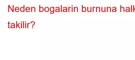 Neden bogalarin burnuna halka takilir?