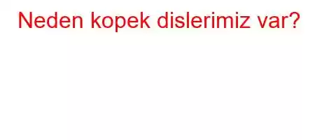 Neden kopek dislerimiz var