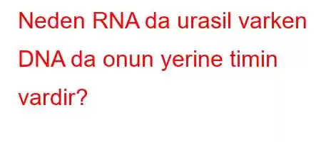 Neden RNA da urasil varken DNA da onun yerine timin vardir?