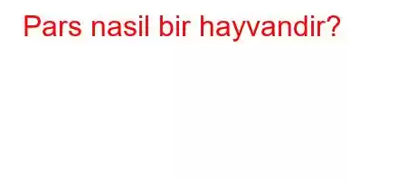 Pars nasil bir hayvandir?