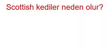 Scottish kediler neden olur?