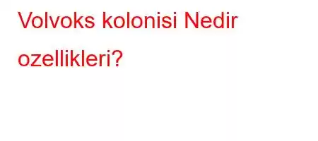 Volvoks kolonisi Nedir ozellikleri?