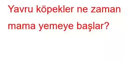 Yavru köpekler ne zaman mama yemeye başlar