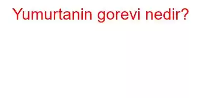 Yumurtanin gorevi nedir